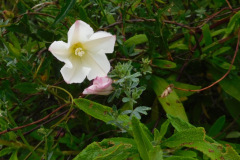 DSCN1705_resize