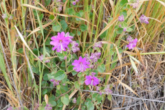DSCN1712_resize