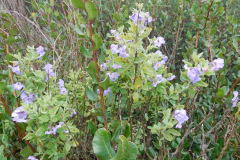 DSCN1716_resize