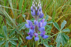 DSCN1719_resize