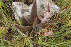 DSCN1721_resize