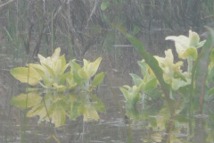 DSCN1735_resize