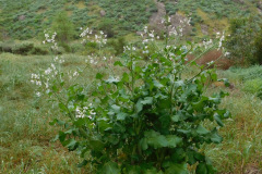 DSCN1738_resize