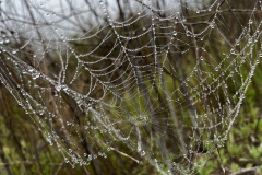 IMG_0361_resize