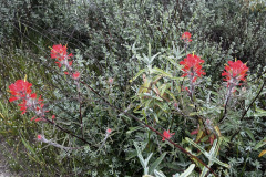 IMG_0365_resize
