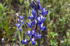 IMG_0368_resize
