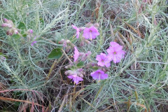 DSCN2127_resize