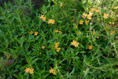 DSCN2130_resize