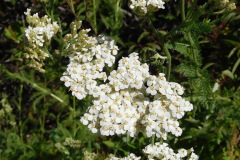 DSCN2135_resize