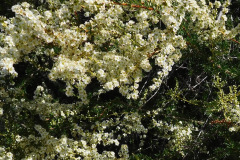 DSCN2141_resize