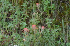 DSCN1765_resize