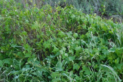 DSCN1771_resize
