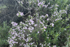 IMG_0498_resize