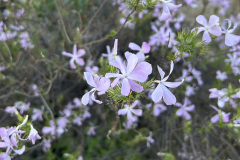 IMG_0500_resize