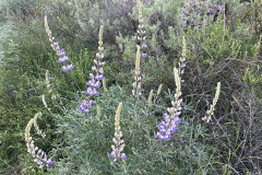 IMG_0501_resize