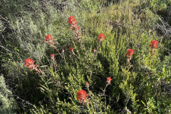 IMG_0510_resize