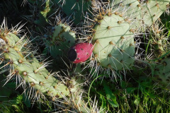 DSCN1637_resize