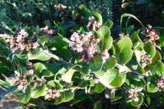 DSCN1638_resize