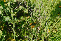 DSCN1675_resize