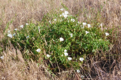 DSCN2152_resize