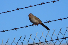 DSCN2157_resize