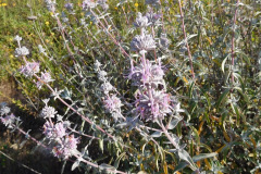 DSCN2160_resize