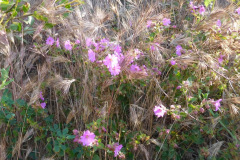 DSCN2163_resize