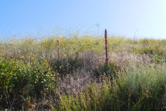 DSCN2185_resize