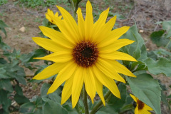 DSCN3557_resize