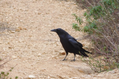 DSCN3591_resize