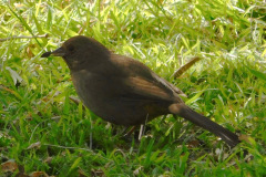 DSCN3610_resize