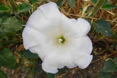 DSCN4179_resize