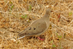 DSCN4185_resize