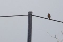 DSCN4187_resize