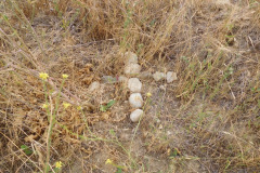 DSCN4199_resize