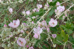 DSCN4209_resize