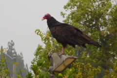 DSCN2736_resize