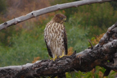 DSCN2740_resize