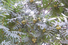 DSCN2743_resize
