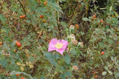 DSCN2750_resize