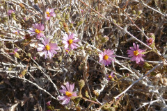 DSCN4934_resize