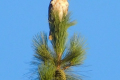 DSCN2530_resize