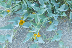 DSCN2538_resize