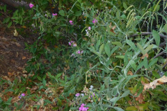 DSCN2540_resize