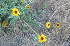 DSCN2541_resize
