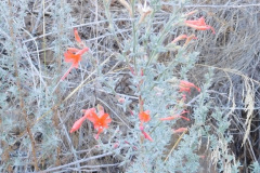 DSCN5087_resize