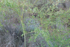 DSCN5091_resize