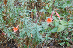 DSCN5113_resize