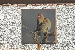 IMG_2165_resize