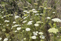 IMG_2168_resize